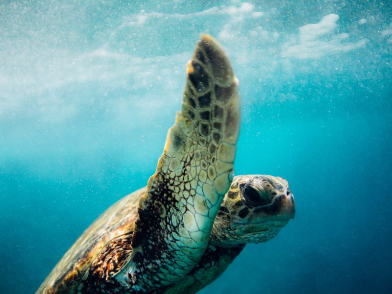 a turtle swimming under water